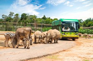 Tại khu vực Safari, các loài động vật được thả tự do trong môi trường bán hoang dã